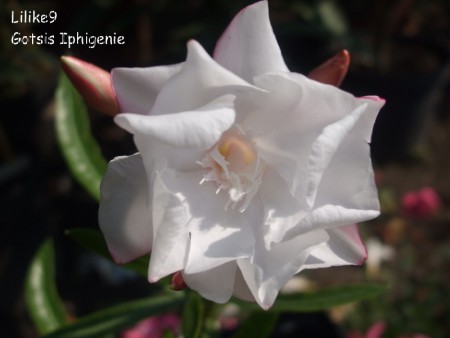 Gotsis Iphigenie